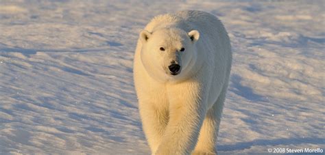 自然界 動物|地球温暖化による野生生物への影響